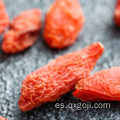 Bayas de goji orgánicas certificadas buenas para la salud